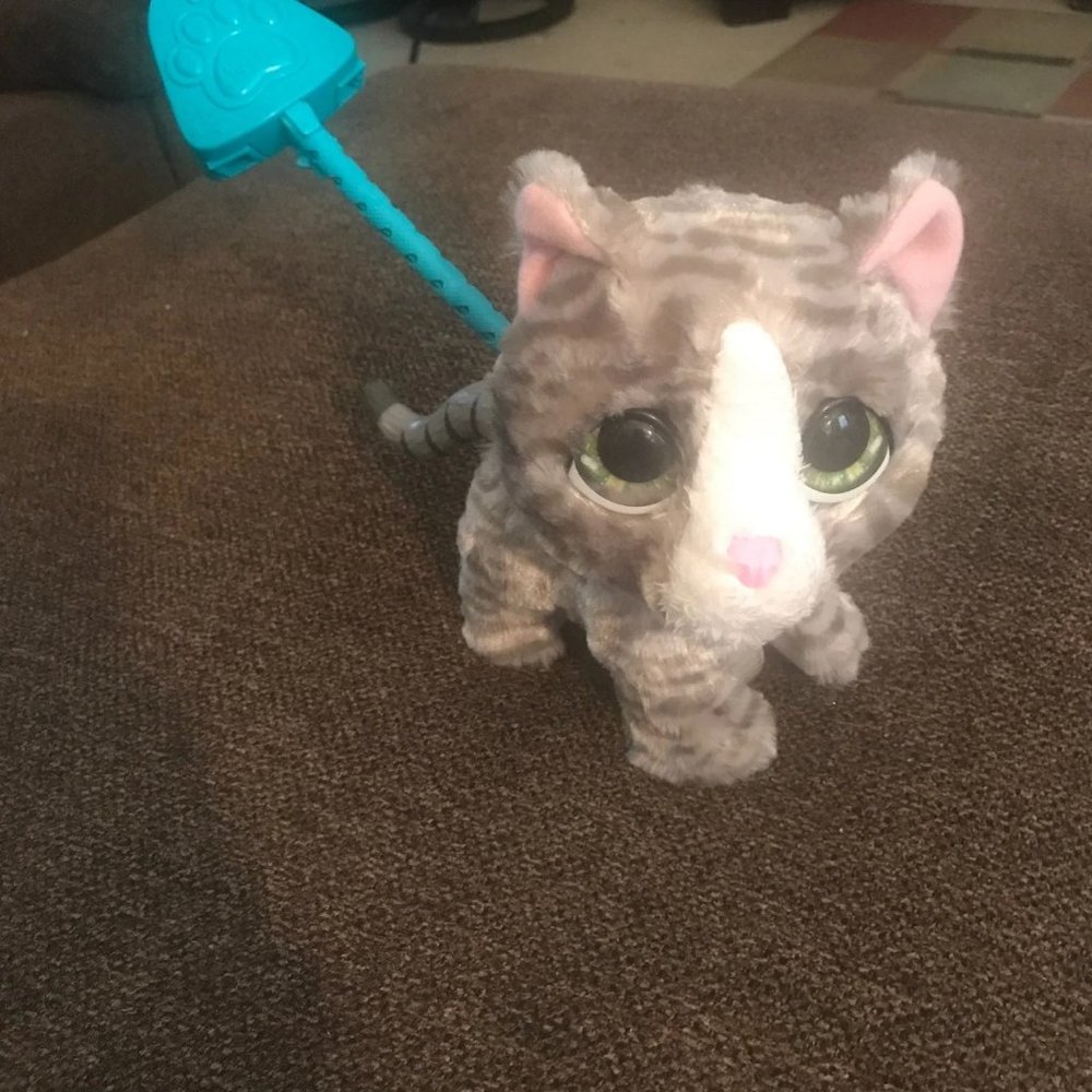 Fur real walks a lot cat working